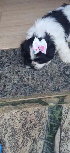 Menina shitzu disponível