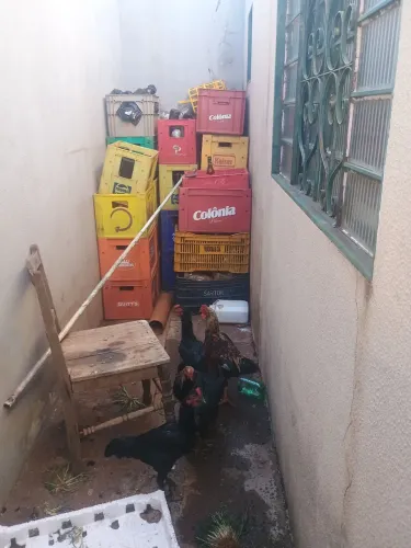 Vende-se um cinco frango