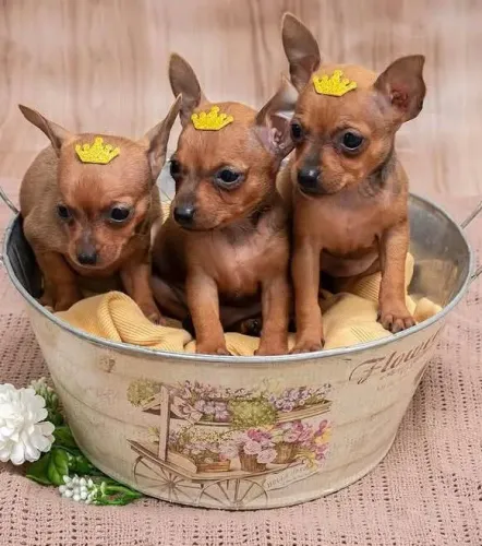 Filhote macho e femea pinscher 60 dias