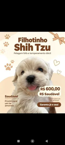 Shitzu 
