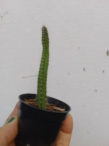 Cactos pote 06 R$5,00