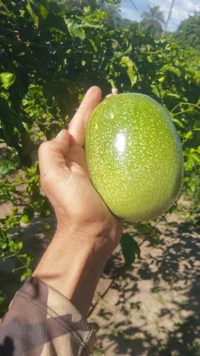 POLPA DE MARACUJÁ