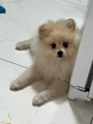 SPITZ ALEMÃO DISPONÍVEL PRA CRUZA