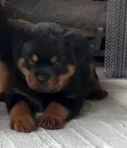 FILHOTES DE ROTTWEILER À PRONTA ENTREGA