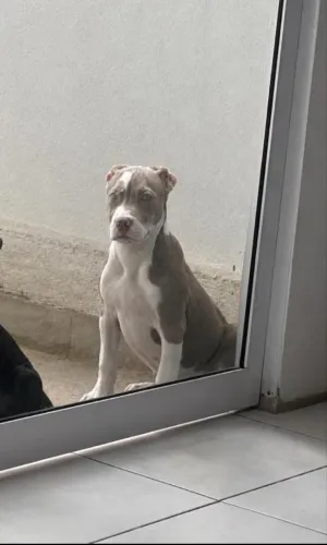 Filhote de Pitbull valor negociável