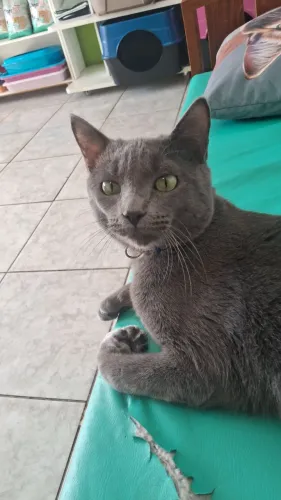 Gato para adoção responsável