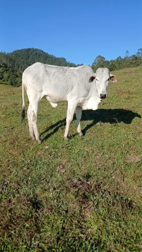 Novilha Nelore à Venda - 11 Meses | Criada Somente a Pasto