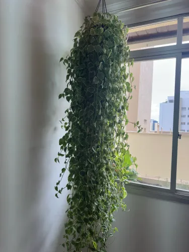 Planta interna 