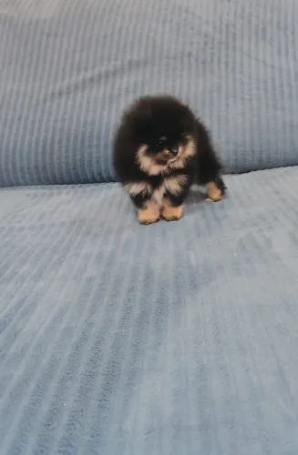 Spitz alemão-lulu da Pomerânia anão femea Black and tan charmosinha perfeita vacinas ok