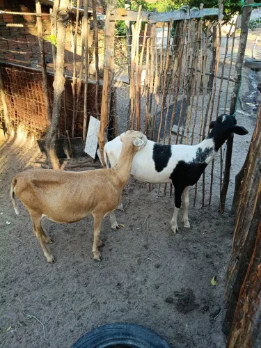Carneiro 