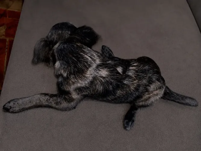 Raça poodle