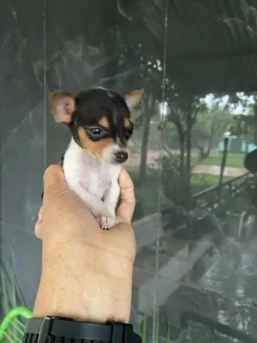 Pinscher miniaturas 