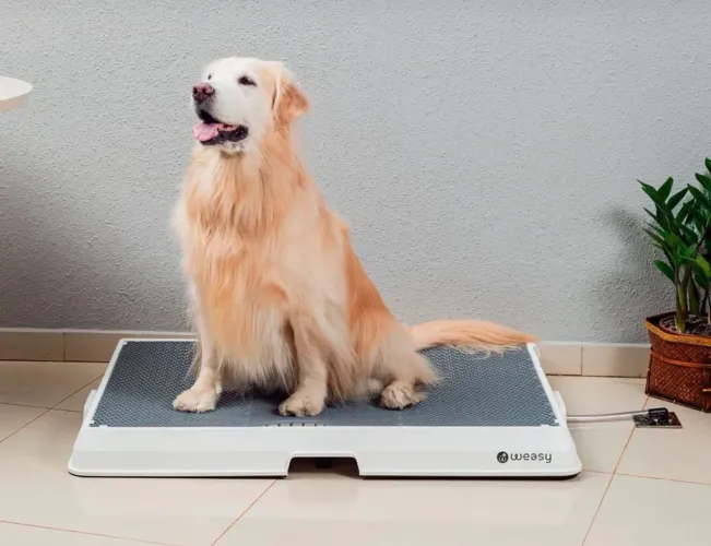 Banheiro inteligente para cachorro weary