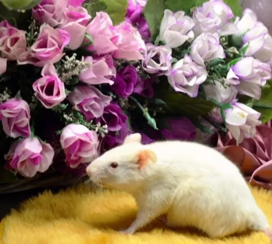 Hamster anão russo e sírio pelo longo porquinho da índia hamster cal9psita hamster