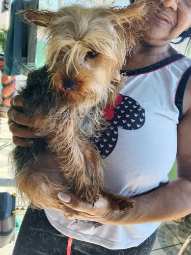 Estou vendendo esse yorkshire terrier filhote 