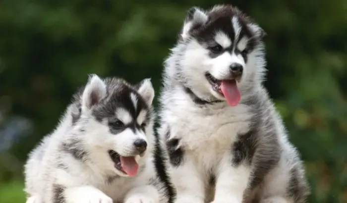 Husky siberiano filhotes disponiveis
