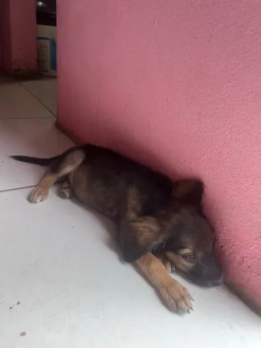 Cachorro doação 
