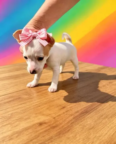 Mini Princesa Muito Especial