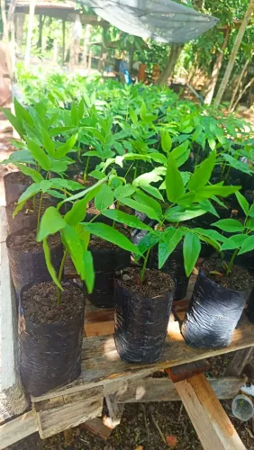 Mudas de Copaíba e Cumaru