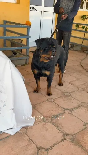 Filhotes com Pedigree