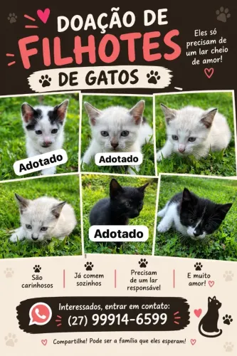 Gatos filhotes para adoção responsável