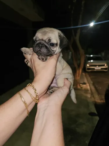 Pug machos lindos a pronta entrega