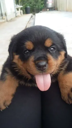 Filhotes de Rottweiler | Encanto garantido em cada filhote!