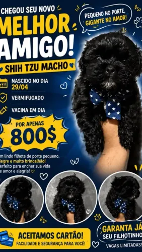 Vendo SHI TZU MACHO