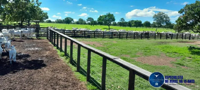 Fazenda à Venda em Arraias  TO | 294 Alqueires | Pecuária Estruturada