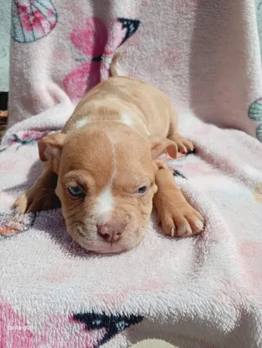 Filhote American Bully 
