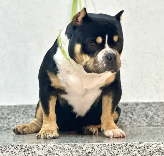 Vendo American bully Adulto ?Reprodutor?
