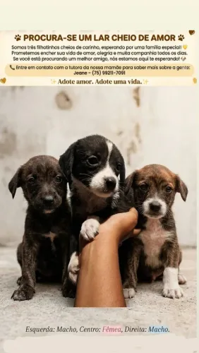 Doação de cachorros
