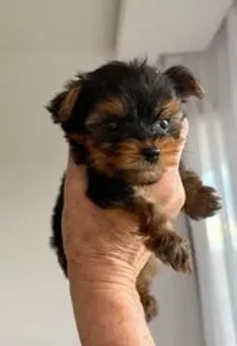 Vendo filhote de yorkshire fêmea