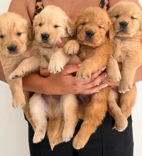 Golden retrivier macho