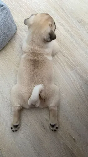 Filhotes de Pug | Patinhas fofas esperando você