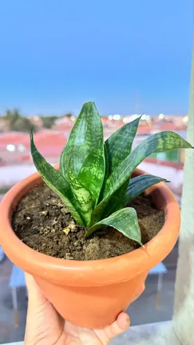 Espadinha de São Jorge + vaso.