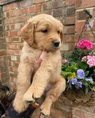 Filhotes de Golden Retriever | Diversão garantida todos os dias