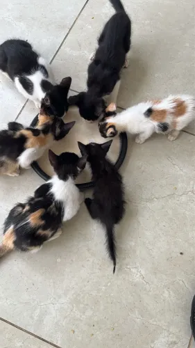 Gatinhos para adoção (machos e fêmeas)