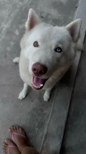 Husky siberiano Macho para Cruzar