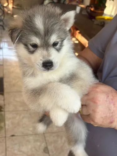 Filhotes de Husky Siberiano