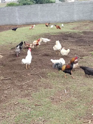 Vende-se galinhas e frangos caipira