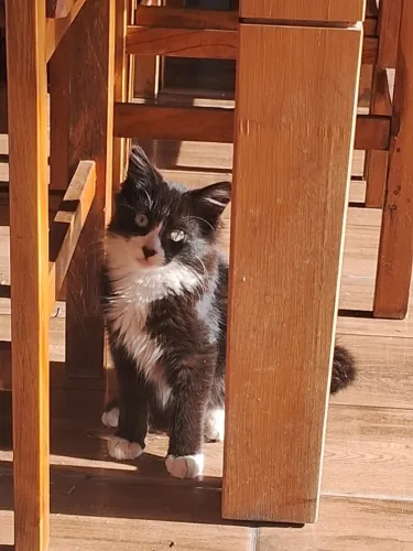 Gatinha