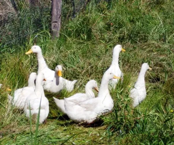 Marrecos de Pequim 