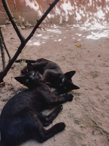 Casal de gatos pra adoção