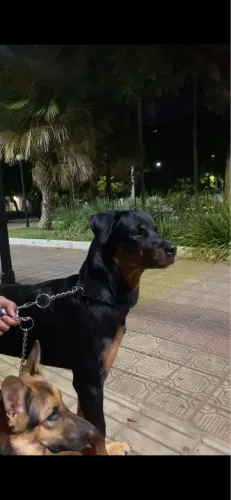 Vende-se filhote de rottweiler