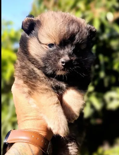 Filhote macho de sptiz alemão ( raça pura com pedigree)