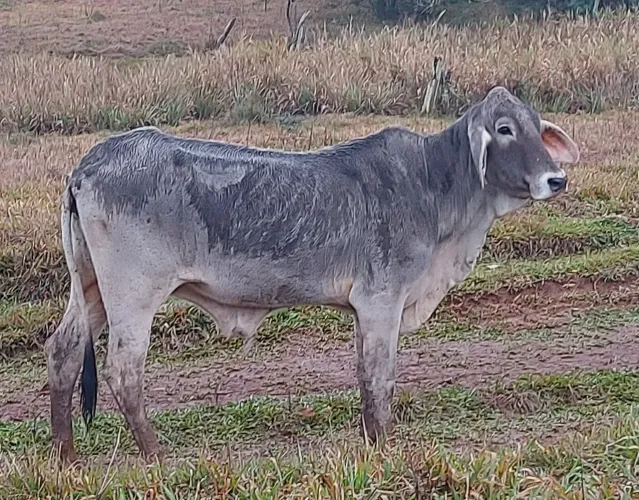 9 Vacas