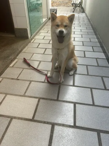 Doa-se akita com chow chow fêmea