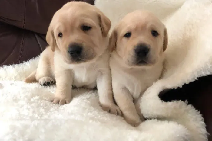 É uma raça muito carinhosa , e lindos Labrador cães Inteligentes