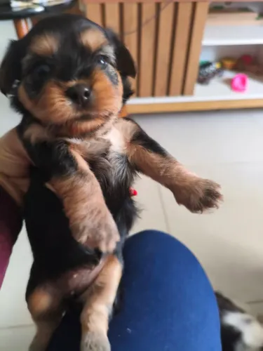 Filhotes de shih tzu e yorkshire 